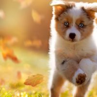 Как выбрать корм для собаки?